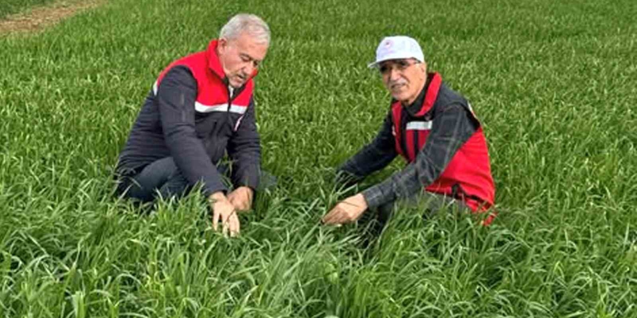 Araban Ovası’nda Etkili Olan Yağışların Buğday Ve Arpa Ekili Alanlara Zararı İncelendi