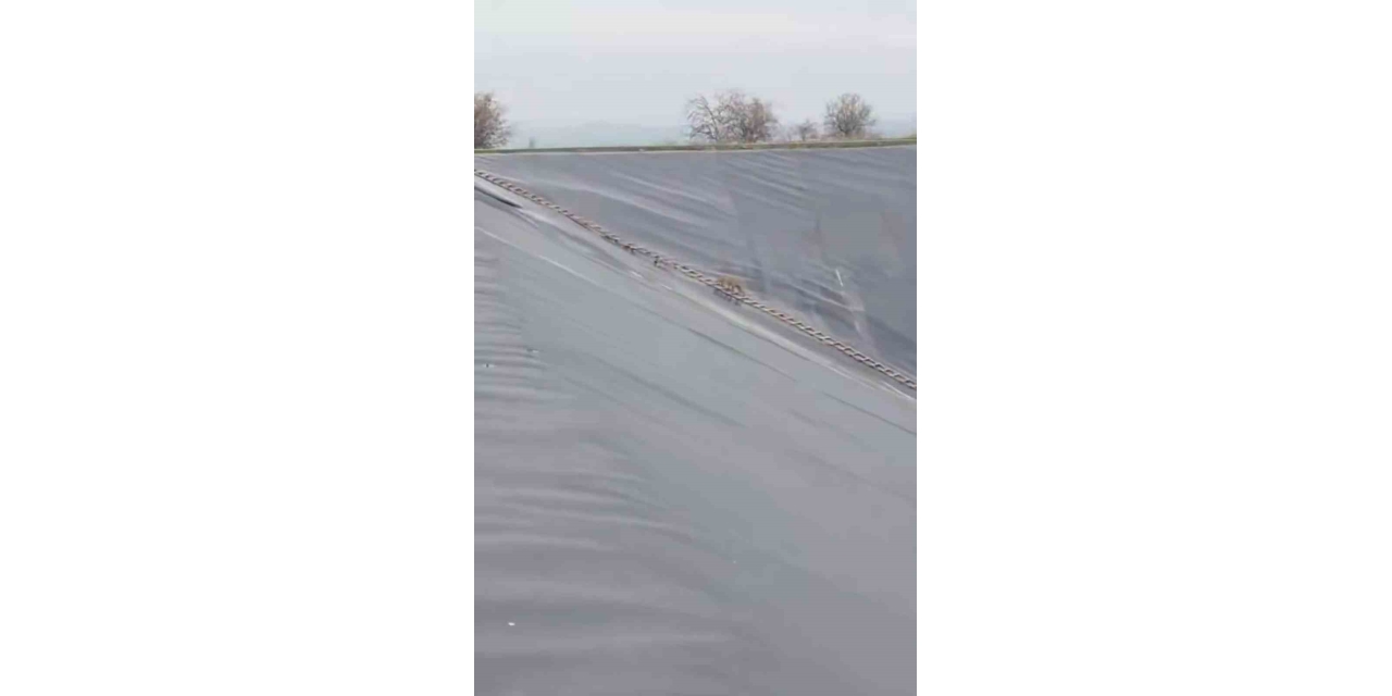 Yapay Gölete Düşen Çakal Merdivenle Kurtarıldı