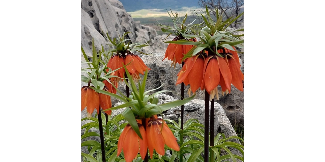 Diyarbakır’da Açan Ters Laleler Görenleri Hayran Bırakıyor