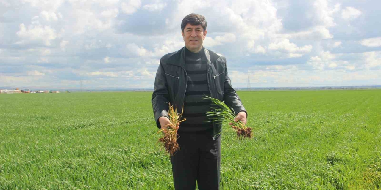 ’tarım Kenti’ Şanlıurfa Yağışa Doydu