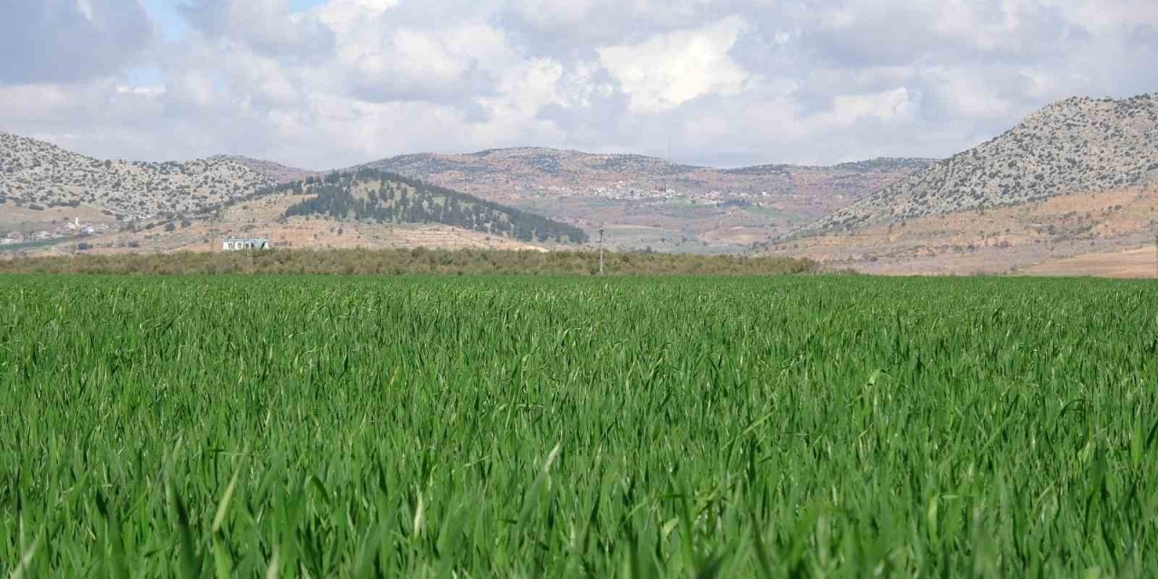 Yağışlar Buğday Üreticisinin Yüzünü Güldürdü