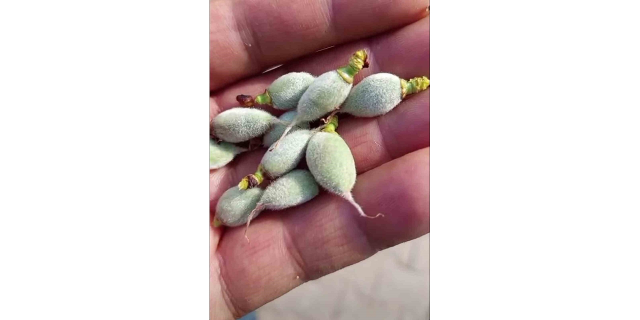 Çermik’te Yılın İlk Çağla Hasadı Başladı