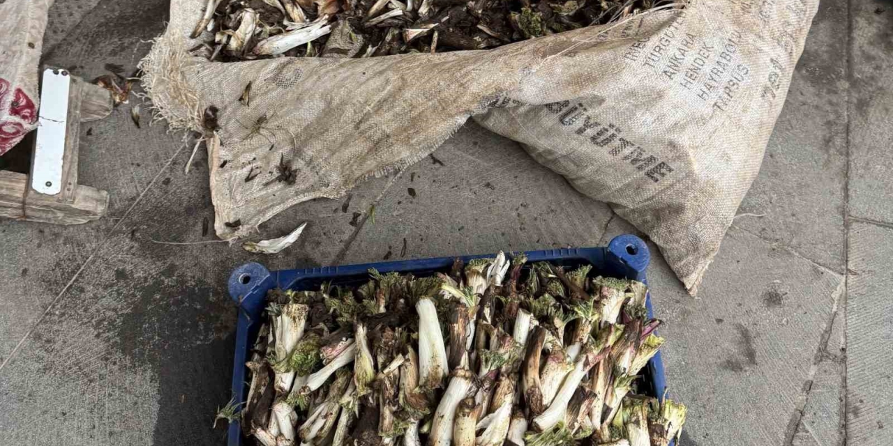 Doğada Kendiliğinden Yetişiyor, Kilosu 250 Liradan Alıcı Buluyor
