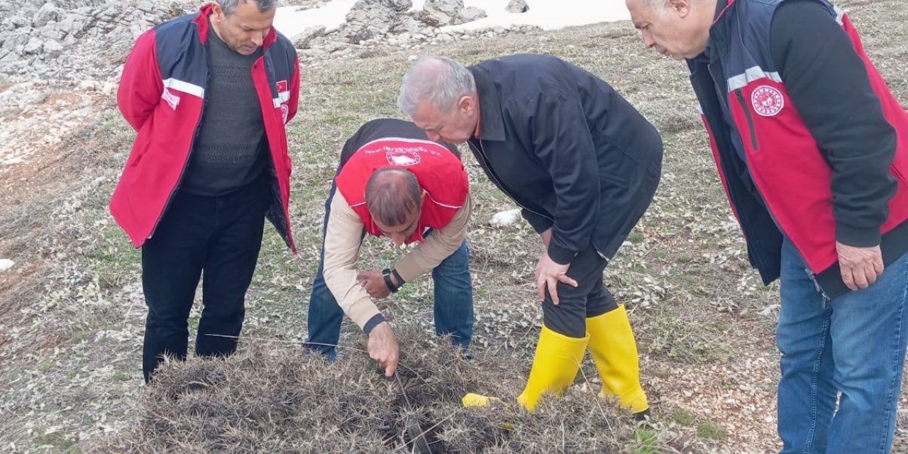 Süne Mücadelesi İçin İlkbahar Kışlak Sürveyleri Yapıldı