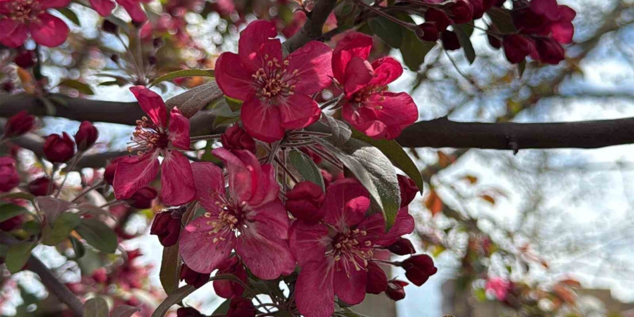 Diyarbakır’da Ağaçlar ’kırmızıya’ Büründü