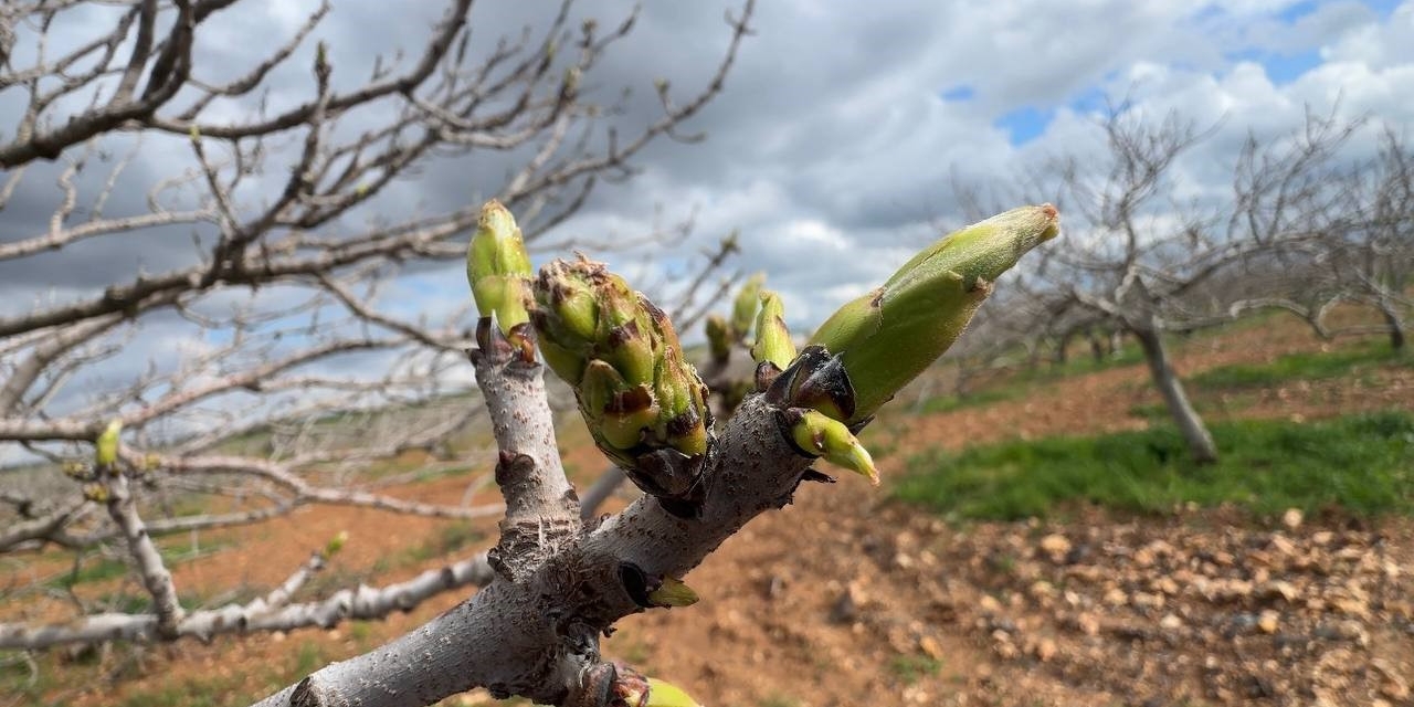 Antep Fıstığının Sürgün Gelişiminde Karagöz Kurdu Ve Kabuklu Bit Riski