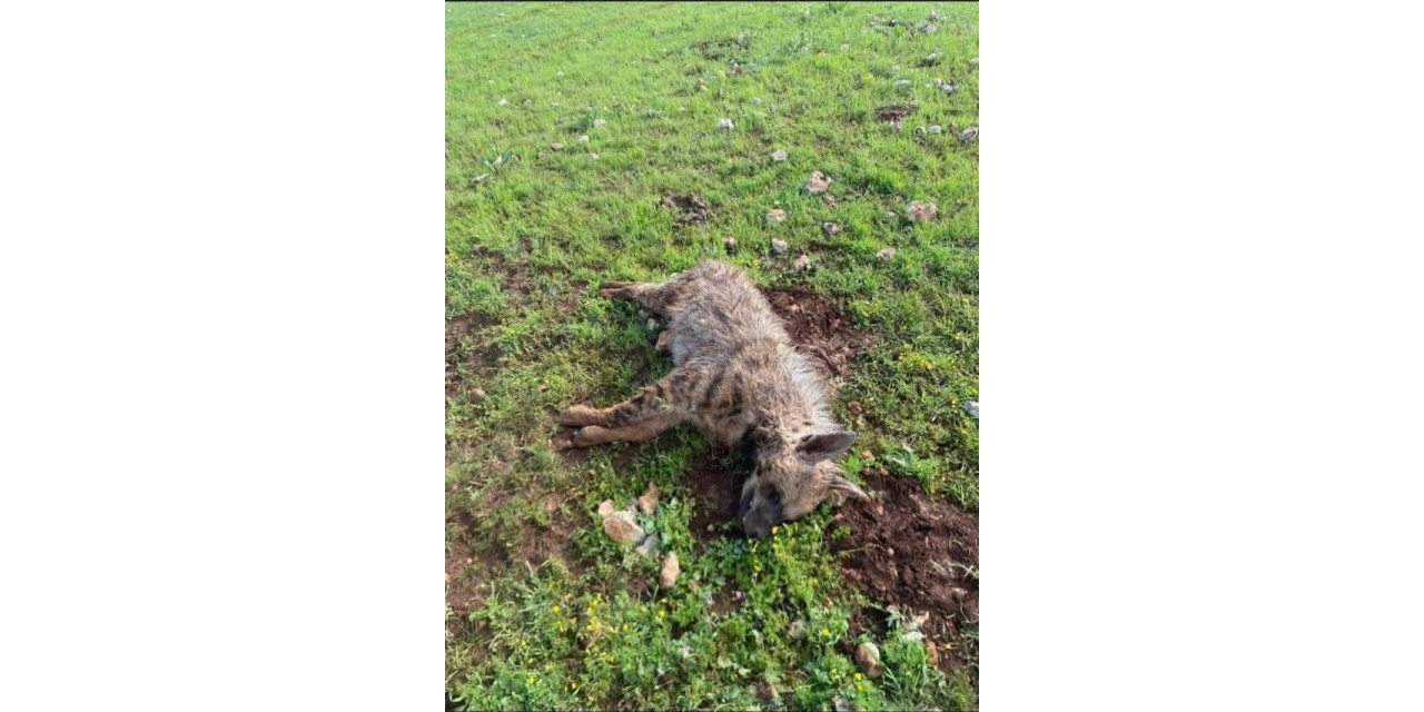 Köpeklerin Saldırdığı Sırtlan Telef Oldu