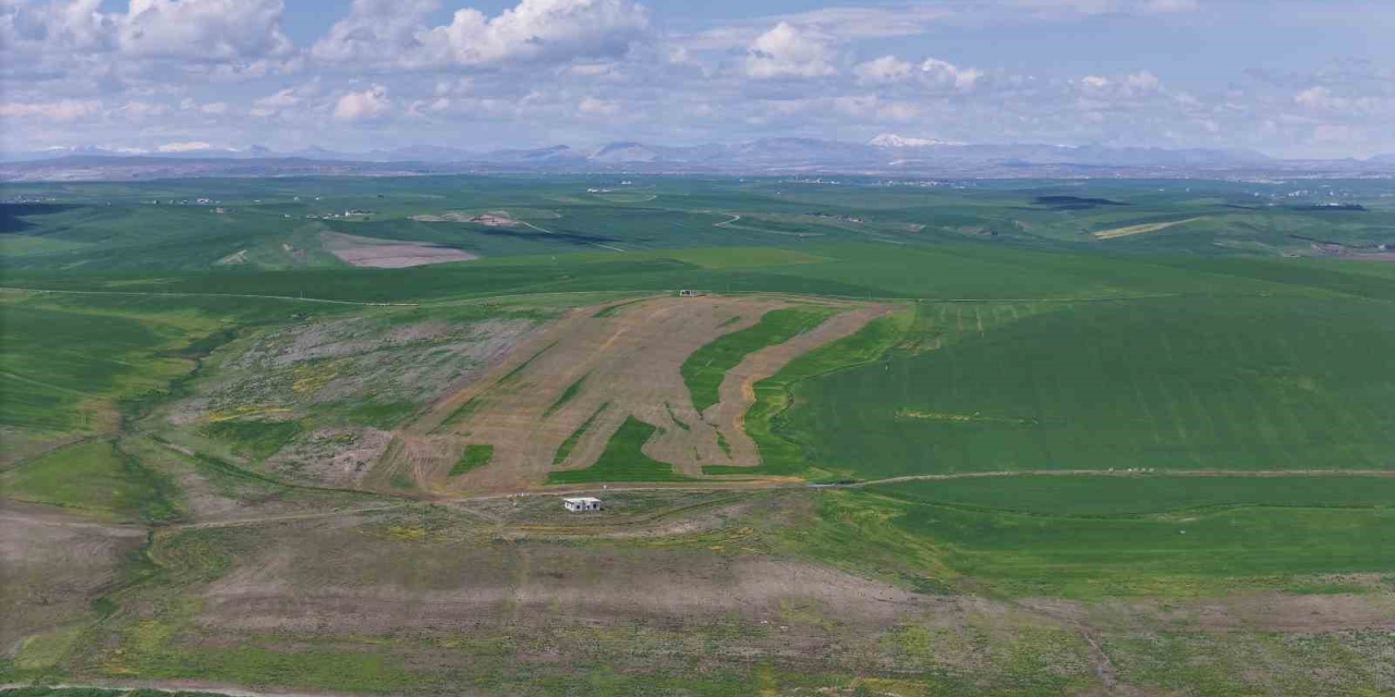 Jandarma Eşliğinde Ektiği 250 Dönüm Tarla İddiaya Göre Akrabaları Tarafından İlaçlanarak Kurutuldu