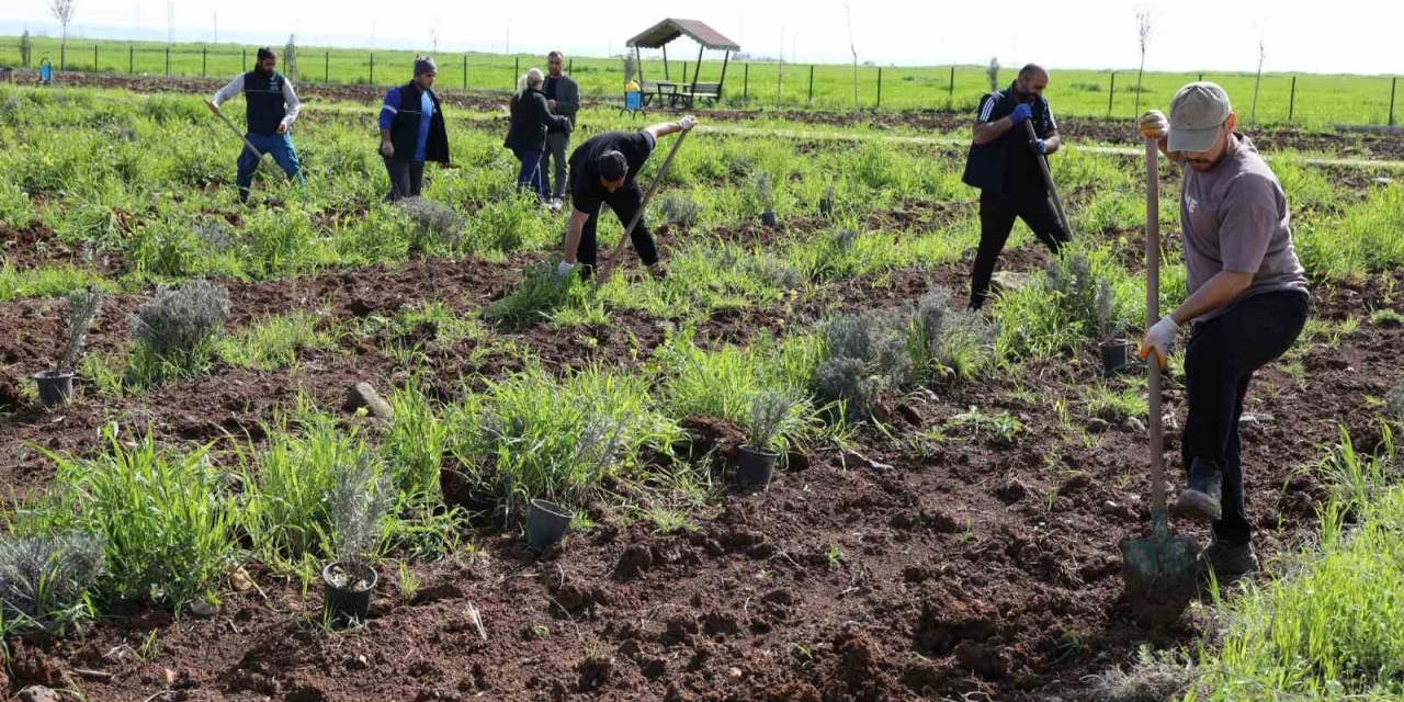 Yenişehir’de Lavanta Mevsimi Başlıyor