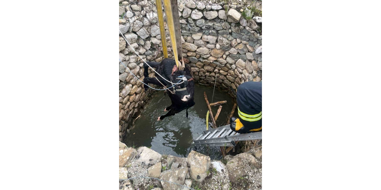 Su Kuyusuna Düşen İnek İtfaiye Ekiplerince Kurtarıldı