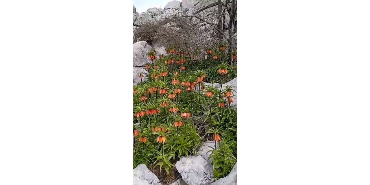 Diyarbakır’da ’ters Laleler’ Doğayı Renklendirdi