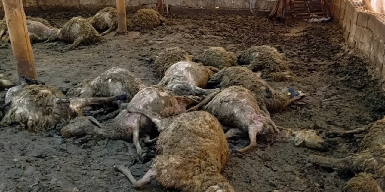Malatya’da Ağıla Giren Kurt 30 Koyunu Telef Etti