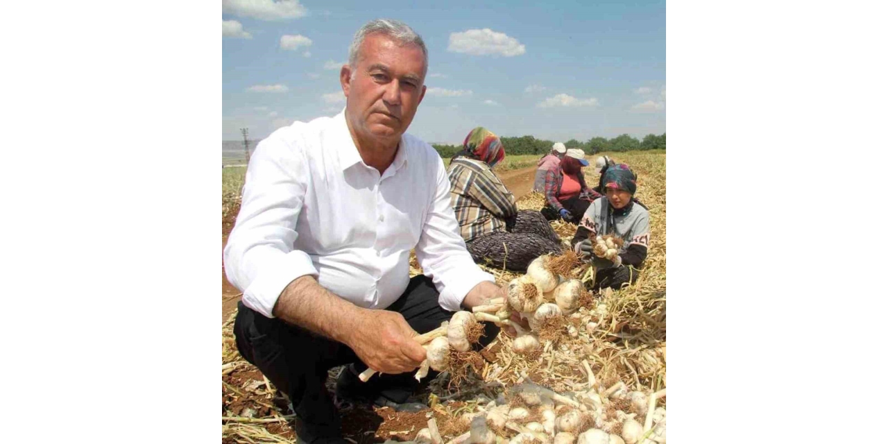 Ab Tescilli Araban Sarımsağı Dünya Devleri Arasında 5’inci Seçildi