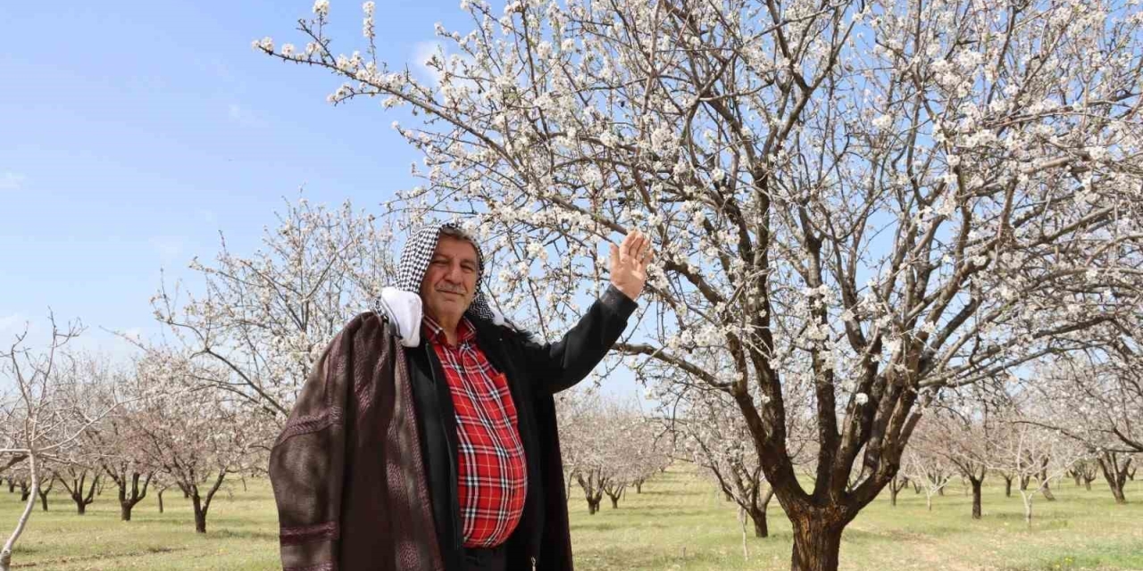 Şanlıurfa Badem Üretiminde Adıyaman İle Yarışıyor