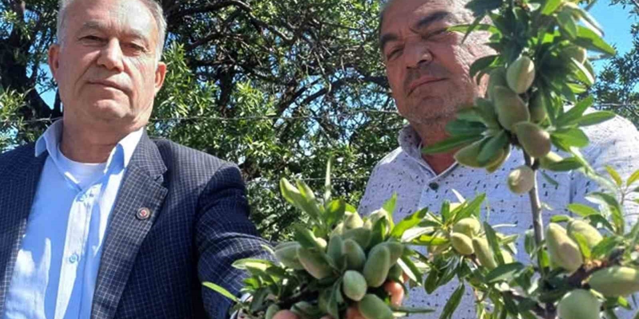 Araban’ın Yerli Badem Çağlası Sofralarda Yerini Aldı