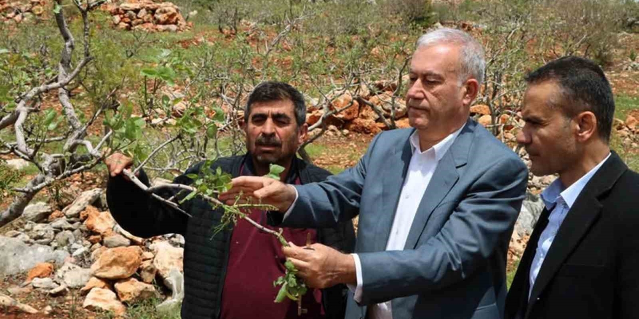 Araban’da ’süper Hücre’ Fırtınası Fıstık Bahçelerine Zarar Verdi