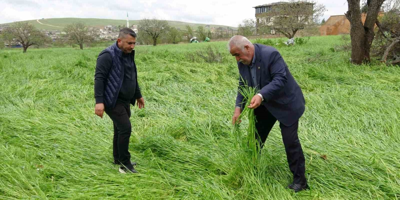 Hububatı ‘süper Hücre’ Vurdu