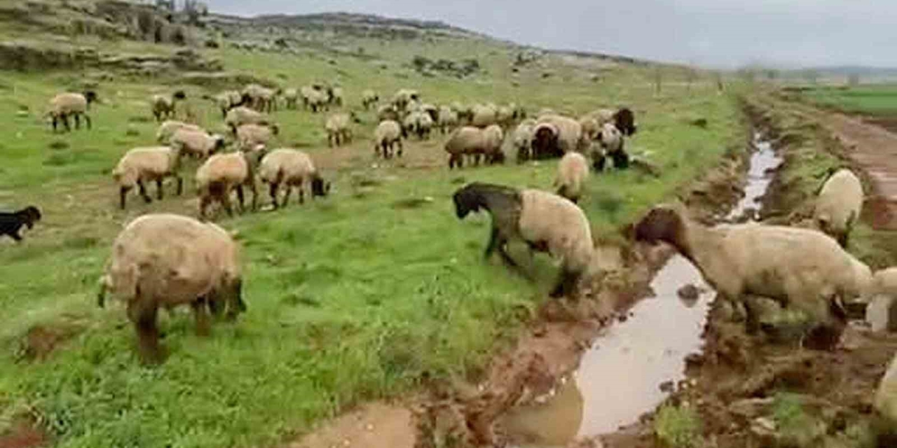 Araban’da Kurbanlıklar Satışa Hazır