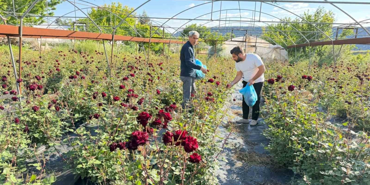 Karagül Hasadı Başladı