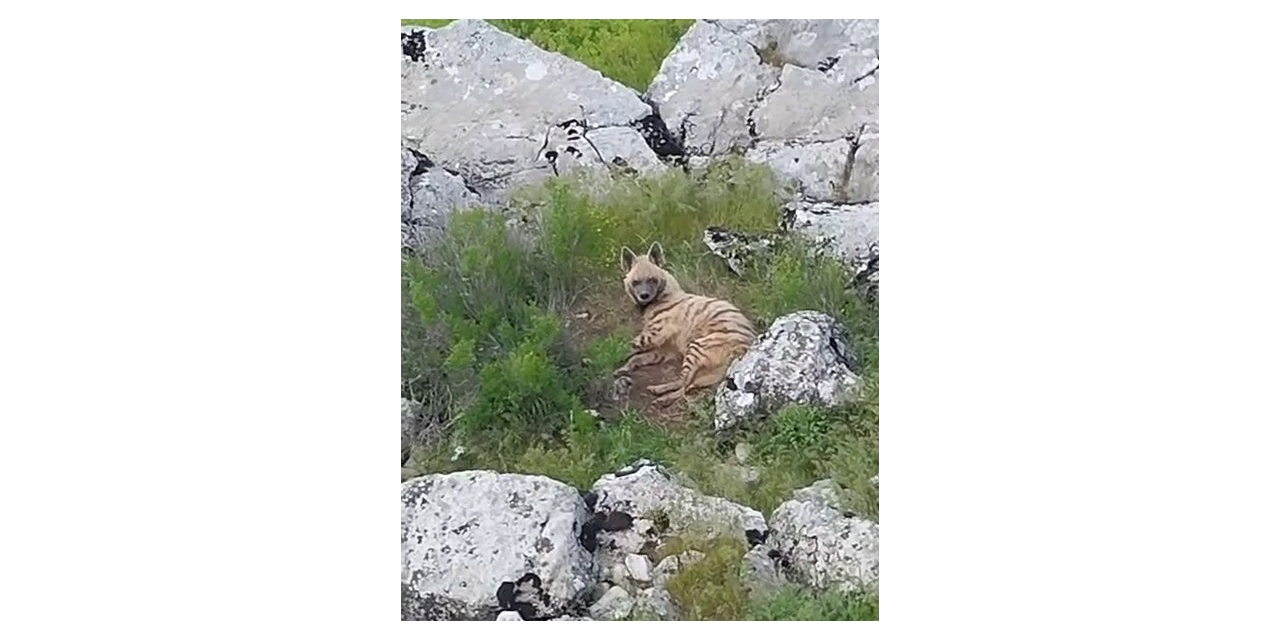Gölbaşı İlçesinde Nesli Tükenmekte Olan Sırtlan Görüldü