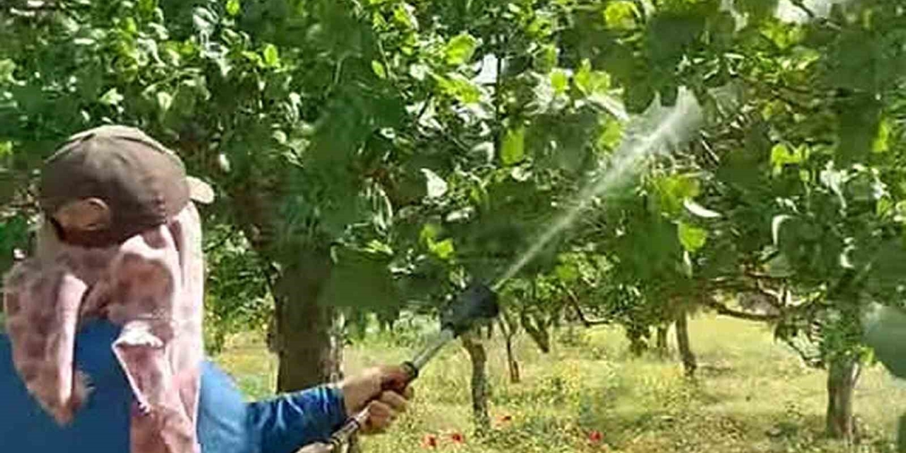 Araban’da Antepfıstığı Üreticileri Hastalıklar Ve Zararlılarla Mücadele Başlattı