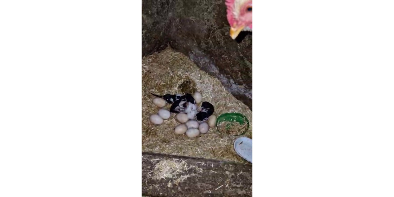 Tavuk İle Kedi Arasında "annelik Krizi" Kamerada