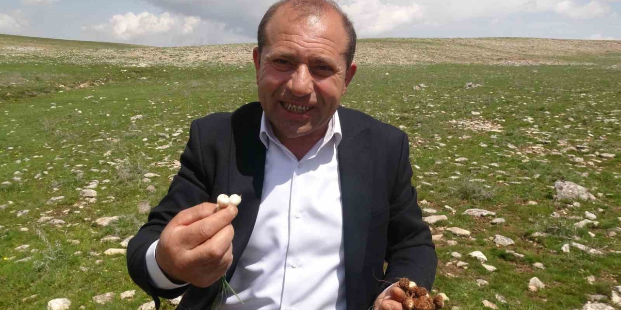 Malatya’da Yüksek Rakımlı Bölgelerde Çiğdem Mesaisi