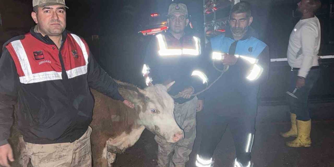 Siverek’te Çalınan Büyükbaş Hayvan Jandarma Tarafından Bulundu