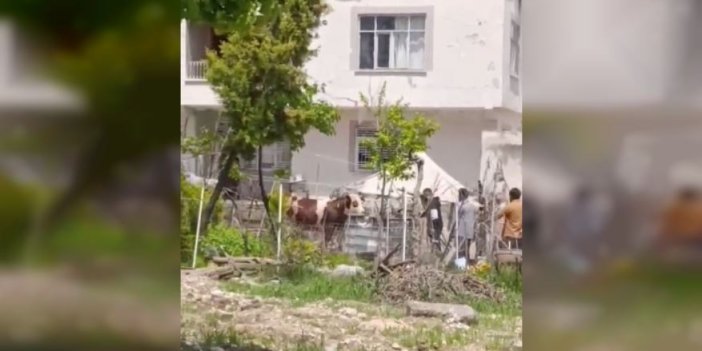 Kaçan Kurbanlık İğne Vurularak Yakalandı