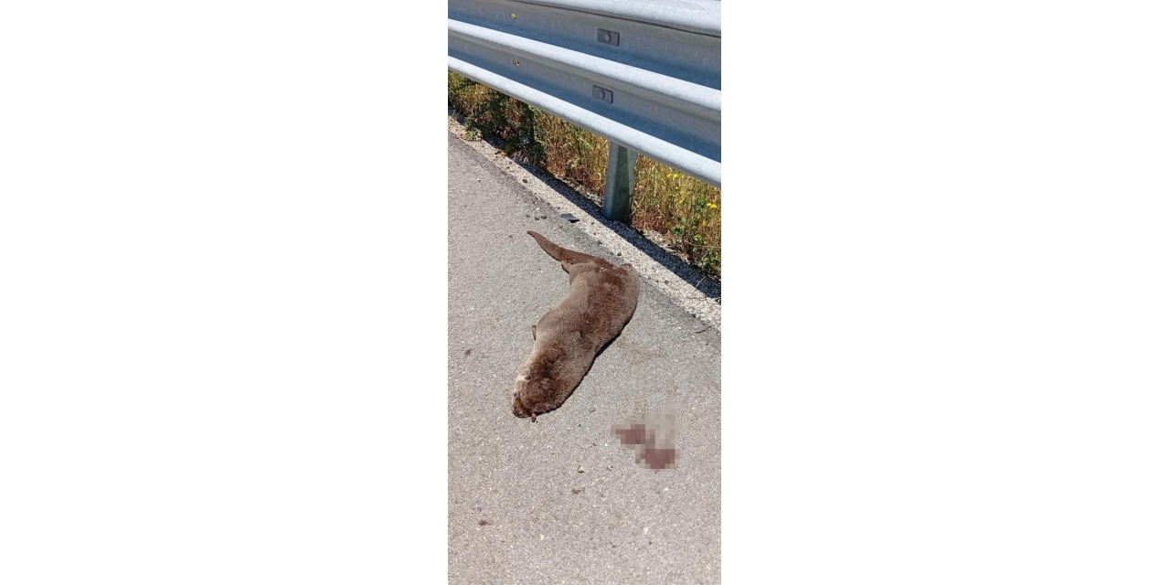 Siverek’te Yol Kenarında Ölü Su Samuru Bulundu