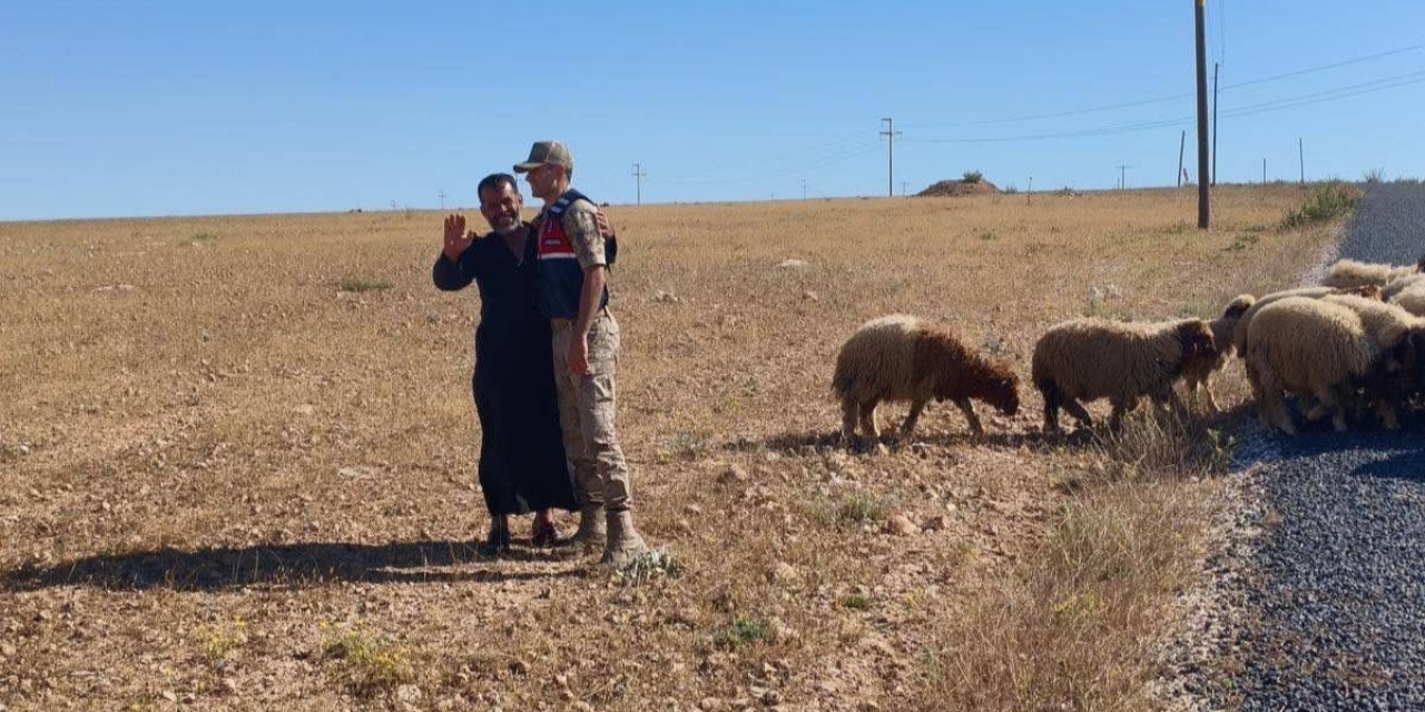 Kaybolan Küçükbaş Hayvanları Jandarma Buldu