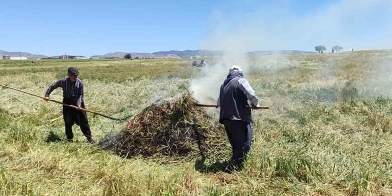 Araban Ovası’nda Firik Ütümü Sezonu Başladı