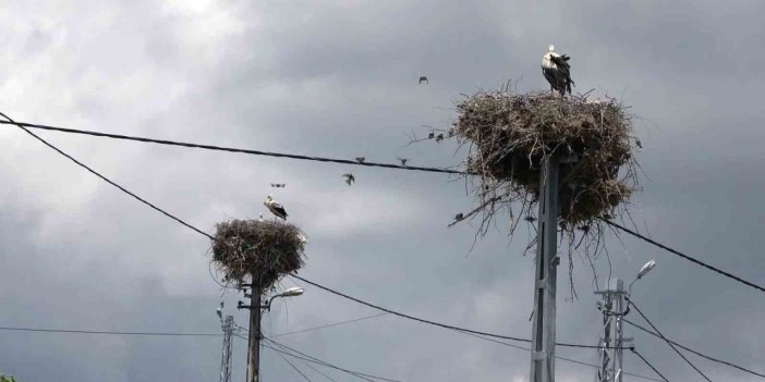 Adıyaman’ın Kızılcapınar Köyü Leyleklerin Barınma Noktası