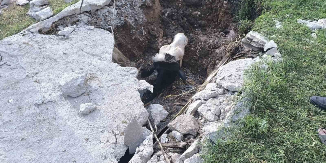 Şanlıurfa’da Foseptik Çukuruna Düşen İnek Kurtarıldı
