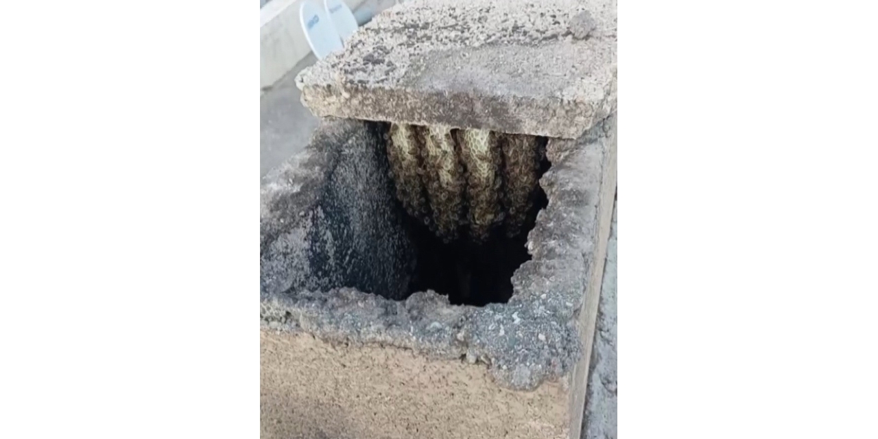 Arılar Binanın Bacasında Oğul Verdi