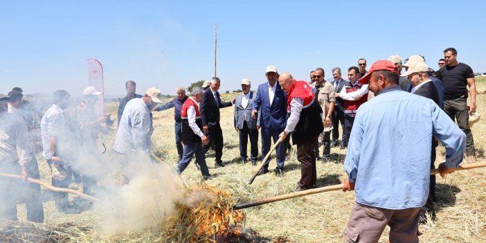 Asırlık Lezzet Firik Bulgurunun Hasadı Başladı