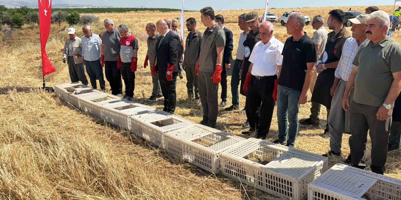 Adıyaman Doğasına Bin Adet Keklik Salındı