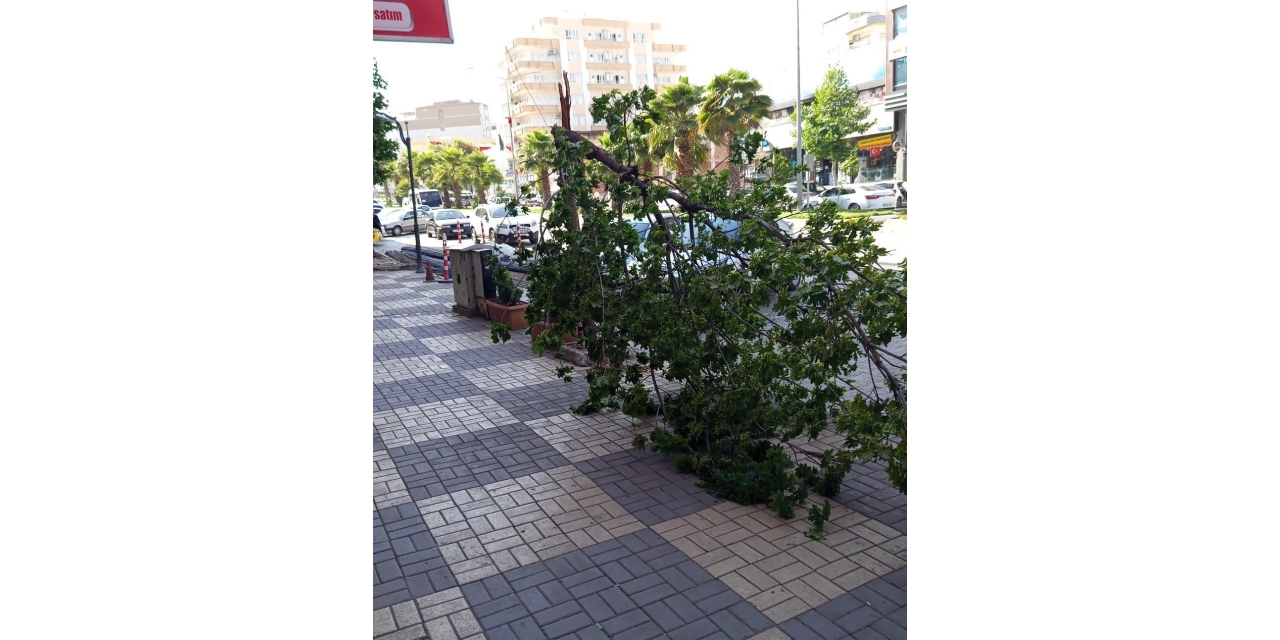 Kahta’da Şiddetli Rüzgar Ağacı Devirdi
