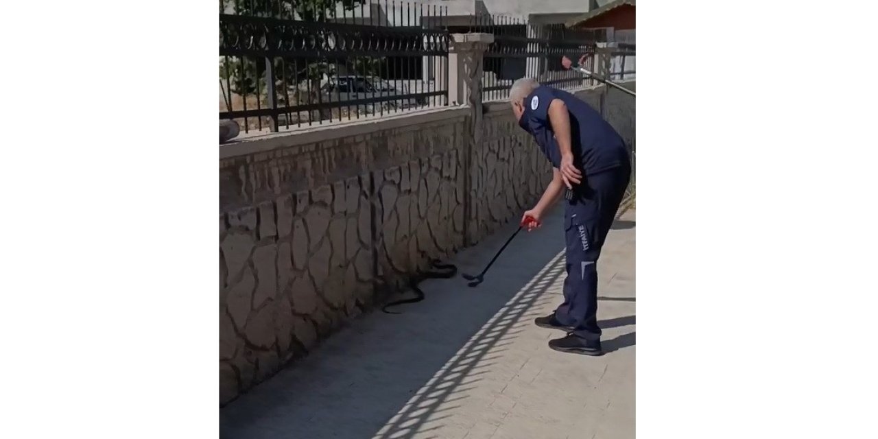 Hastane Yanında Görülen Yılan Paniğe Neden Oldu