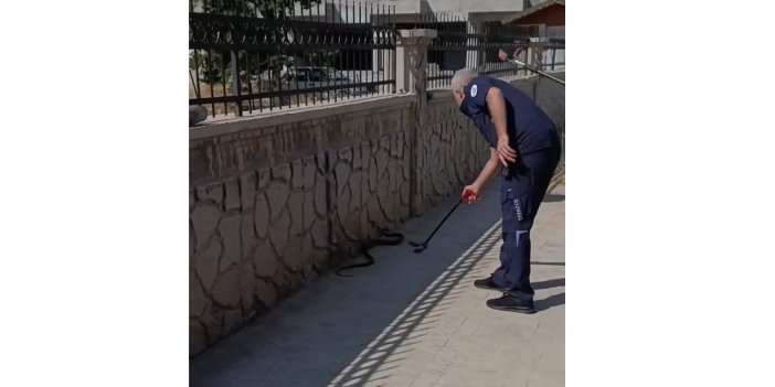 Hastane Yanında Görülen Yılan Paniğe Neden Oldu