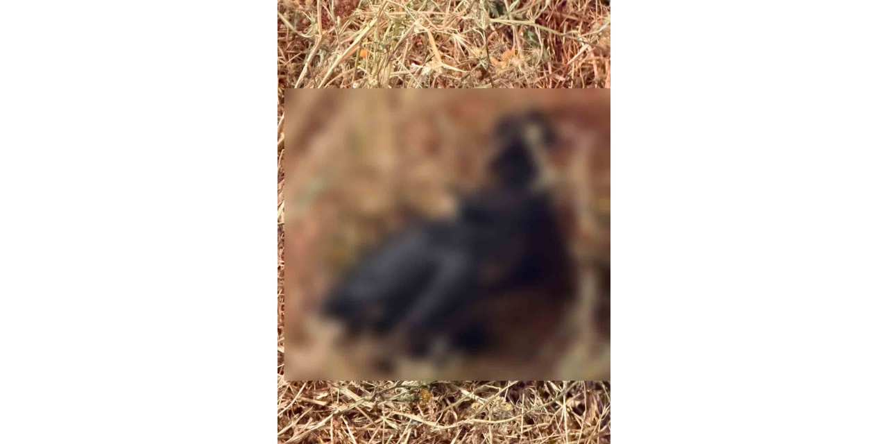 Bahçe Yangınında Hayvanlar Telef Oldu