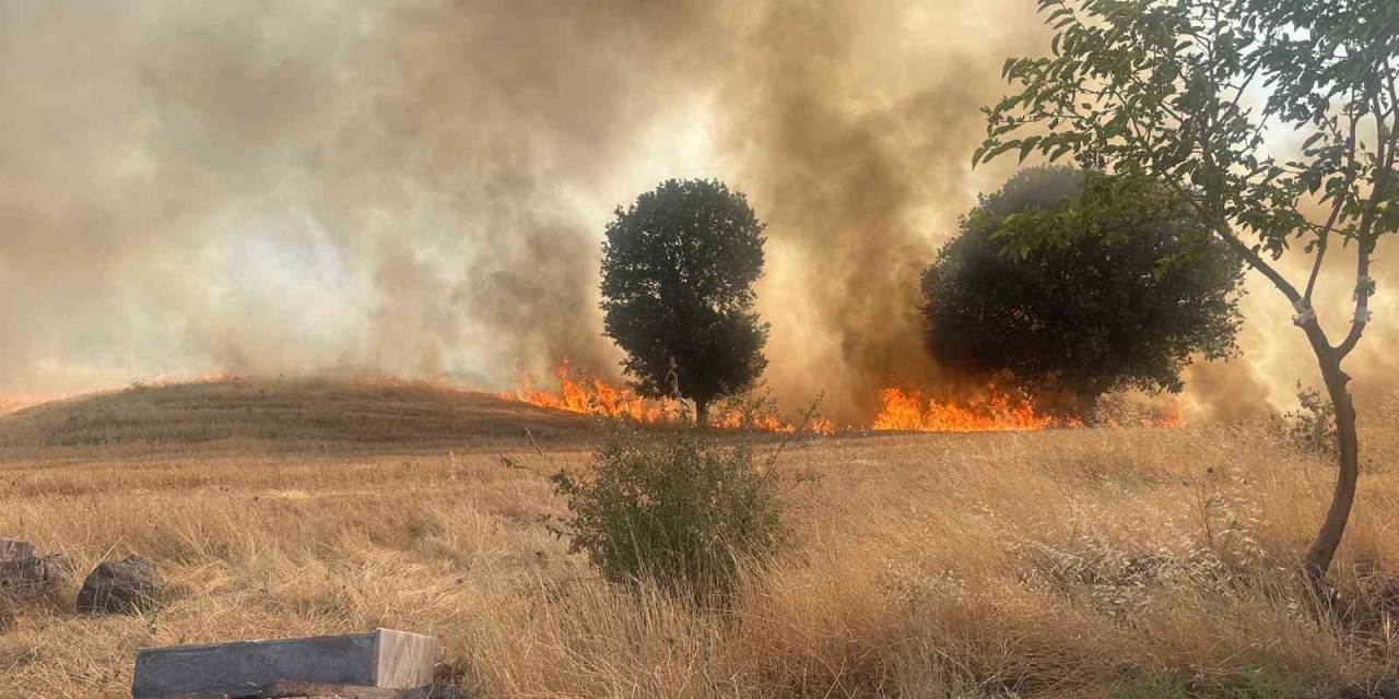 Trafo Yangını Ağaçlık Alanı Yok Etti