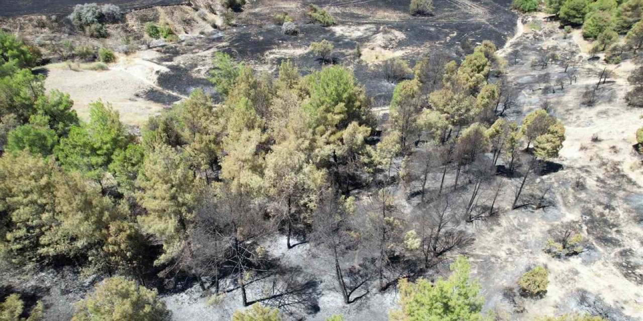 Orman Yangınında Çok Sayıda Ağaç Zarar Gördü