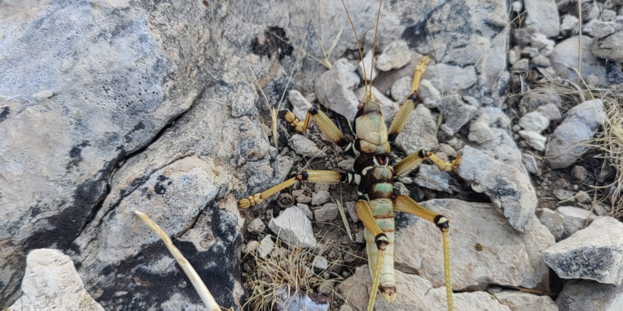 Adıyaman’da 15 Santimetrelik Çekirge Şaşırttı