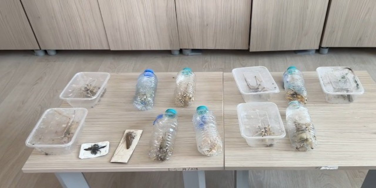 Nemrut Dağı'ndan Çekirge Toplayan 2 Kişiye 1,4 Milyon Lira Ceza