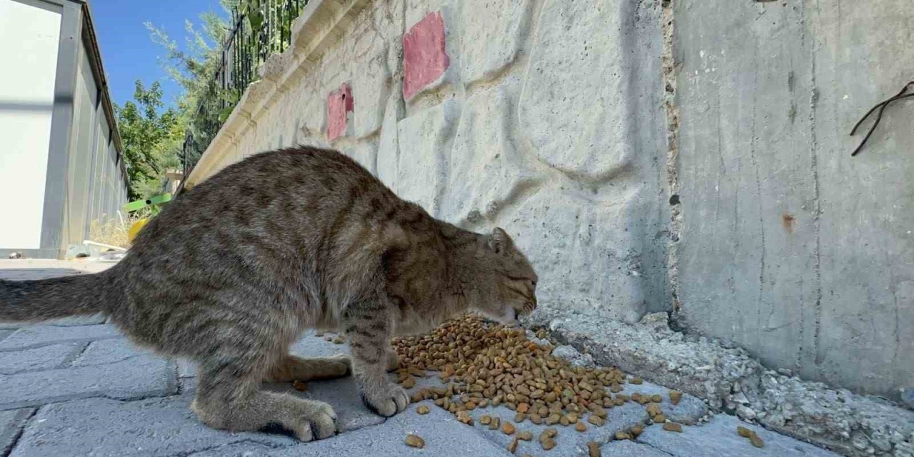 Adıyaman Belediyesi’nden Sokak Hayvanlarına Mama Ve Su Desteği