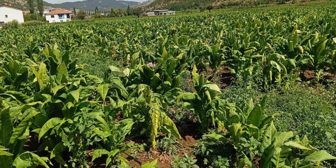 Dolu Yağışı Tütünlere Zarar Verdi