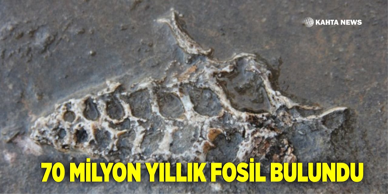 Kaya Parçasında 70 Milyon Yıllık Fosil Bulundu
