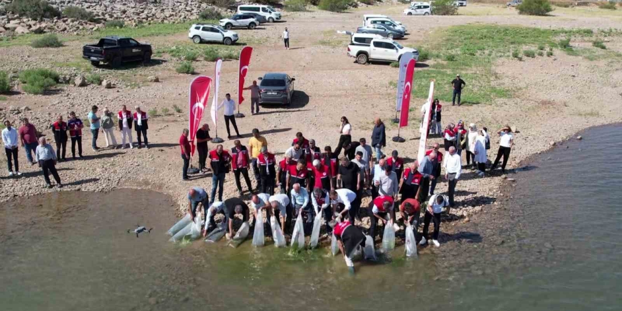 Çamgazi Baraj Göleti’ne 680 Bin Yavru Sazan Bırakıldı