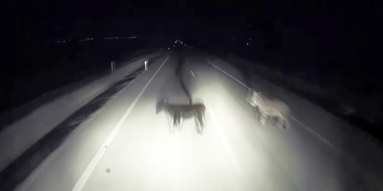 Tırın Eşeklere Çarpma Anı Kameralara Yansıdı